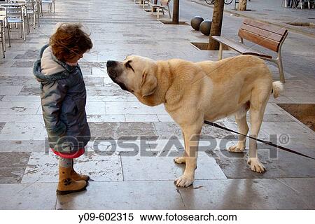 6 year old girl with Spanish mastiff. View Large Photo Image Stock Photography - 6 year old girl with Spanish mastiff.. Fotosearch