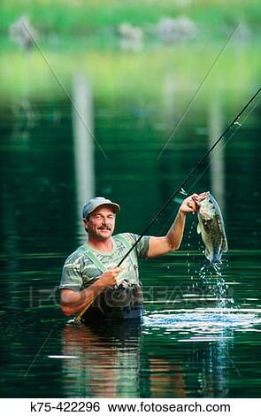 7 lb. Largemouth Bass View Large Photo Image Stock Photograph - 7 lb. Largemouth Bass. Fotosearch