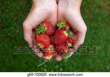 7 year old boy holding strawberries in hand, Vasterbotten, Sweden (July 2005) View Large Photo Image Stock Image - 7 year old boy holding strawberries in hand, Vasterbotten, Sweden (July 2005). Fotosearch