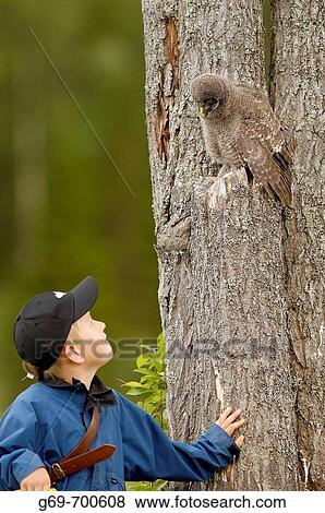 7 years old boy and a young Great Grey owl, Vasterbotten, Sweden (June 2005) View Large Photo Image Stock Photo - 7 years old boy and a young Great Grey owl, Vasterbotten, Sweden (June 2005). Fotosearch