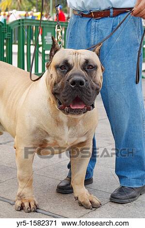 Stock Image - 70kg Perro de Presa Canario at dog show in Las Palmas, Gran Canaria, Canary Islands, Spain. Fotosearch
