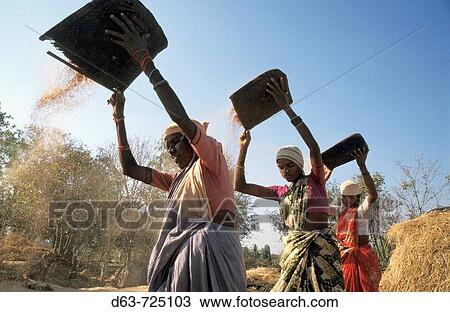 Stock Image - 9256 INDIA Winnowing finger millet harvest, Krishnapura village, Kolar district, Karnataka. Fotosearch