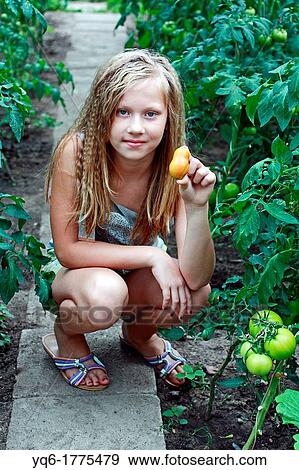 A 12 year old girl showing a fresh tomatoe in the greenhouse View Large Photo Image Stock Photo - A 12 year old girl showing a fresh tomatoe in the greenhouse. Fotosearch