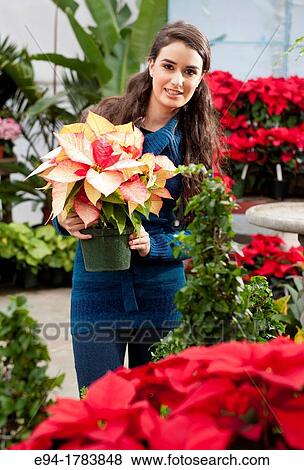 A 21 year old brunette woman shopping for poinsettia plants View Large Photo Image Stock Photo - A 21 year old brunette woman shopping for poinsettia plants. Fotosearch