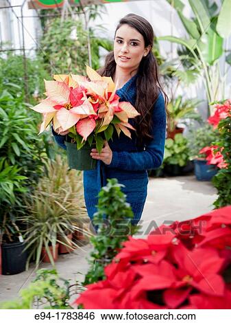 A 21 year old brunette woman shopping for poinsettia plants. View Large Photo Image Stock Photograph - A 21 year old brunette woman shopping for poinsettia plants.. Fotosearch