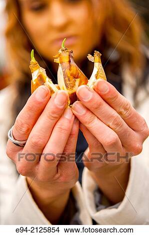 A 27 year old brunette woman holding a paper white narcissus bulb in her hands. View Large Photo Image Picture - A 27 year old brunette woman holding a paper white narcissus bulb in her hands.. Fotosearch