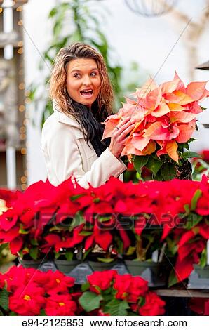 A 27 year old brunette woman shopping for holiday poinsettia plants at an outdoor shop. View Large Photo Image Stock Image - A 27 year old brunette woman shopping for holiday poinsettia plants at an outdoor shop.. Fotosearch