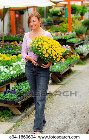 A 38 year old redheaded woman in a garden shop holding potted chrysanthemum plants View Large Photo Image Picture - A 38 year old redheaded woman in a garden shop holding potted chrysanthemum plants. Fotosearch