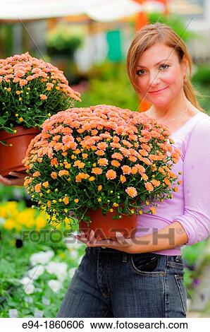 A 38 year old redheaded woman in a garden shop holding potted chrysanthemum plants View Large Photo Image Stock Photograph - A 38 year old redheaded woman in a garden shop holding potted chrysanthemum plants. Fotosearch
