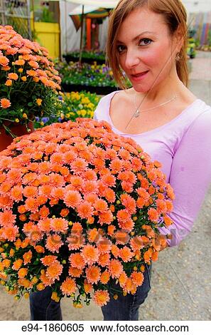 A 38 year old redheaded woman in a garden shop holding potted chrysanthemum plants View Large Photo Image Stock Photography - A 38 year old redheaded woman in a garden shop holding potted chrysanthemum plants. Fotosearch