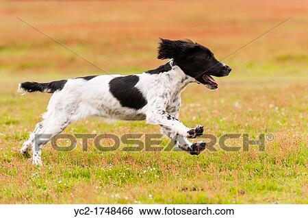 A 5 month old young English Springer Spaniel dog running in a field showing movement View Large Photo Image Stock Photograph - A 5 month old young English Springer Spaniel dog running in a field showing movement. Fotosearch
