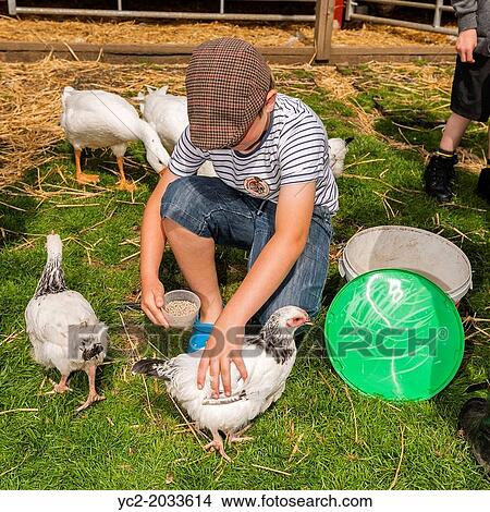 A 9 year old boy feeding chickens at Hazel Brow Farm in the village of Low Row in Swaledale, North Yorkshire, England, Britain, Uk. View Large Photo Image Picture - A 9 year old boy feeding chickens at Hazel Brow Farm in the village of Low Row in Swaledale, North Yorkshire, England, Britain, Uk.. Fotosearch