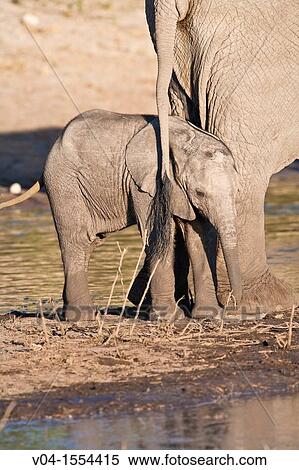 Stock Photography - A baby elephant (Loxodonta africana) at a waterhole in Botswana, Africa. Fotosearch
