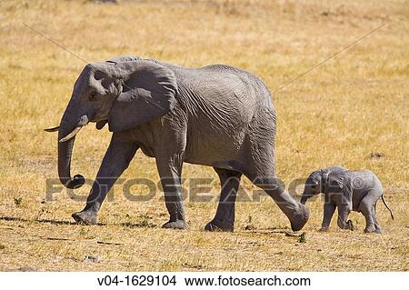 Picture - A baby elephant (Loxodonta africana) following its mother, Botswana, Africa. Fotosearch