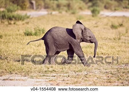 Stock Photo - A baby elephant (Loxodonta africana) making its way through the Okavango Delta, Botswana, Africa. Fotosearch