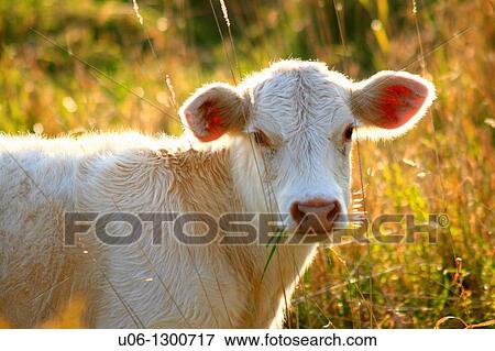Stock Photo - A backlit cow looking toward the camera. Fotosearch