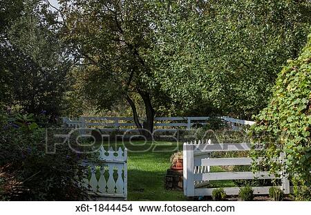 a backyard in summer, green grass, verdant trees and an antique white wooden fence with an open gate. View Large Photo Image Picture - a backyard in summer, green grass, verdant trees and an antique white wooden fence with an open gate.. Fotosearch