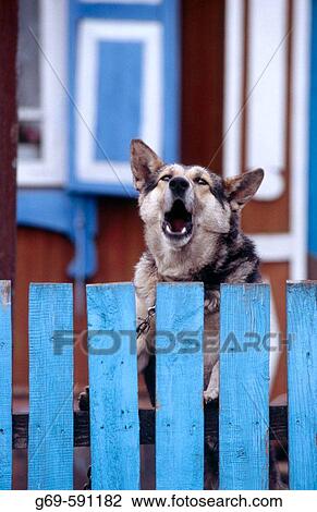 Stock Image - A barking dog behind a blue fence. Ufa. Bashkortostan. Russia.. Fotosearch