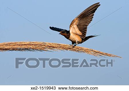 Stock Image - A Barn swallow - Hirundo rustica, Crete. Fotosearch