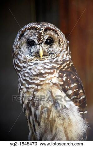 Stock Image - A barred owl, Strix varia, in the Manor Area Aviary at Cunningham Falls State Park, Thurmont, Maryland. Fotosearch