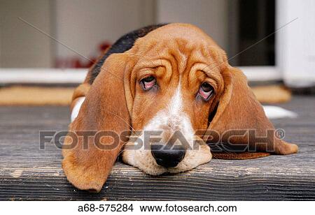 A Basset pup on the stairs in front of the door View Large Photo Image Picture - A Basset pup on the stairs in front of the door. Fotosearch