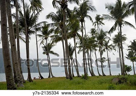 A beach at El Nido, Palawan island, Philippines, South East Asia. View Large Photo Image Picture - A beach at El Nido, Palawan island, Philippines, South East Asia.. Fotosearch