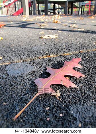 A beautiful red leaf fallen on a crisp Fall day in a Brooklyn, NY playground View Large Photo Image Stock Photo - A beautiful red leaf fallen on a crisp Fall day in a Brooklyn, NY playground. Fotosearch