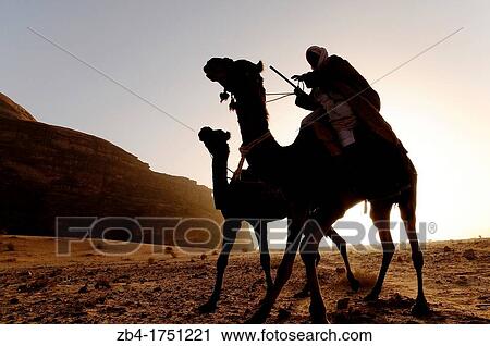 A beduin man with his camels, Wadi Rum desert, Jordan, Middle East. View Large Photo Image Stock Image - A beduin man with his camels, Wadi Rum desert, Jordan, Middle East.. Fotosearch