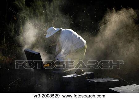 A beekeeper of Puremiel, a honey company that produces organic raw honey, check beehives using smoke in Puerto Serrano, Cadiz, Andalusia, Spain, June 3, 2013. View Large Photo Image Stock Photo - A beekeeper of Puremiel, a honey company that produces organic raw honey, check beehives using smoke in Puerto Serrano, Cadiz, Andalusia, Spain, June 3, 2013.. Fotosearch