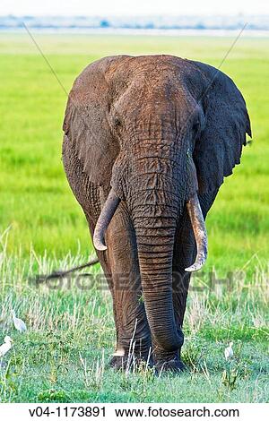 A big male elephant (Loxodonta africana) walking towards the camera in the Tarangire National Park in Tansania, East Africa View Large Photo Image Stock Image - A big male elephant (Loxodonta africana) walking towards the camera in the Tarangire National Park in Tansania, East Africa. Fotosearch