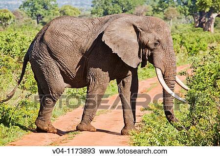 A big male elephant (Loxodonta africana) crossing a gravel road in the Tarangire National Park in Tanzania, East Africa View Large Photo Image Stock Image - A big male elephant (Loxodonta africana) crossing a gravel road in the Tarangire National Park in Tanzania, East Africa. Fotosearch