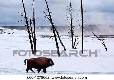 A bison walks amongst the dead trees at lower geyser basin at yellowstone national park, wyoming View Large Photo Image Stock Image - A bison walks amongst the dead trees at lower geyser basin at yellowstone national park, wyoming. Fotosearch