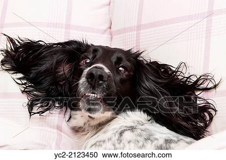 A black and white English Springer Spaniel indoors on a bed. View Large Photo Image Stock Image - A black and white English Springer Spaniel indoors on a bed.. Fotosearch