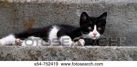 A black and white kitten on concrete steps View Large Photo Image Stock Photo - A black and white kitten on concrete steps. Fotosearch