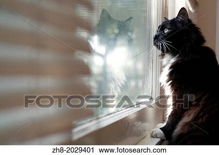 A black and white tuxedo cat stares out the window in thought. View Large Photo Image Stock Image - A black and white tuxedo cat stares out the window in thought.. Fotosearch