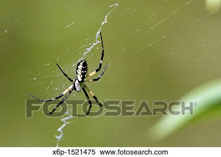 A Black and Yellow Garden Spider also known as a Writing Spider or a Corn Spider, Argiope aurantia This spider is missing one of its hind legs Leamings Run Gardens, Cape May Court House, New Jersey, USA View Large Photo Image Stock Photography - A Black and Yellow Garden Spider also known as a Writing Spider or a Corn Spider, Argiope aurantia This spider is missing one of its hind legs Leamings Run Gardens, Cape May Court House, New Jersey, USA. Fotosearch