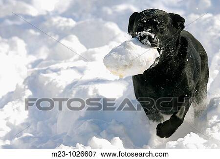 A black labrador retriever runs through the snow with her favorite toy, Pennsylvania, USA View Large Photo Image Stock Photo - A black labrador retriever runs through the snow with her favorite toy, Pennsylvania, USA. Fotosearch