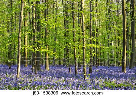 A blooming carpet of Bluebells in beech forest, bluebells Hyacinthoides non-scripta and European beech trees Fagus sylvatica, Hallerbos, Belgium, Europe View Large Photo Image Stock Photograph - A blooming carpet of Bluebells in beech forest, bluebells Hyacinthoides non-scripta and European beech trees Fagus sylvatica, Hallerbos, Belgium, Europe. Fotosearch