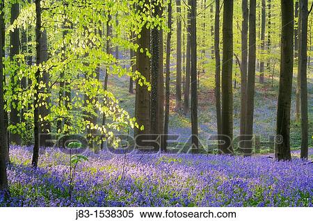 A blooming carpet of Bluebells in beech forest, bluebells Hyacinthoides non-scripta and European beech trees Fagus sylvatica, Hallerbos, Belgium, Europe View Large Photo Image Stock Photography - A blooming carpet of Bluebells in beech forest, bluebells Hyacinthoides non-scripta and European beech trees Fagus sylvatica, Hallerbos, Belgium, Europe. Fotosearch