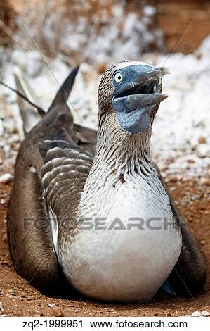 Stock Image - A Blue-footed Boobie (Sula nebouxii) sitting on a nest with opened beak, Galapagos Islands National Park, North Seymour Island, Galapagos, Ecuador.. Fotosearch