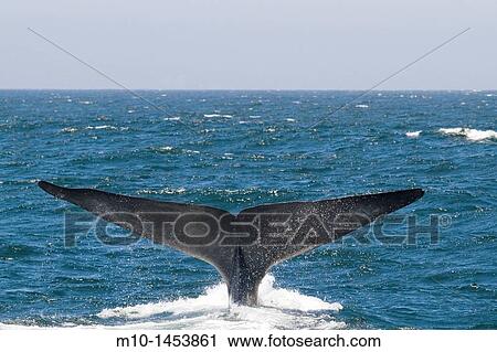 A Blue Whale tail fluke View Large Photo Image Stock Image - A Blue Whale tail fluke. Fotosearch
