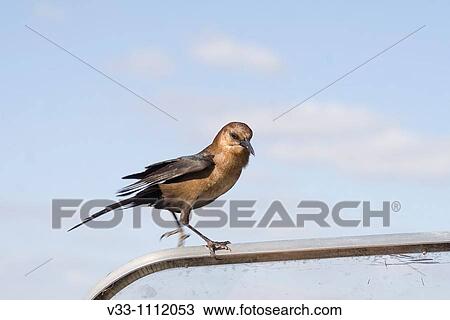 A Boat-tailed Grackle lands on our airboat in the Everglades National Park, Florida, USA View Large Photo Image Stock Image - A Boat-tailed Grackle lands on our airboat in the Everglades National Park, Florida, USA. Fotosearch