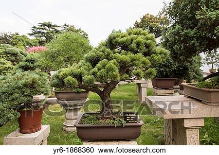 A bonsai tree in the Humble Administrator's garden in Suzhou, China View Large Photo Image Stock Image - A bonsai tree in the Humble Administrator's garden in Suzhou, China. Fotosearch