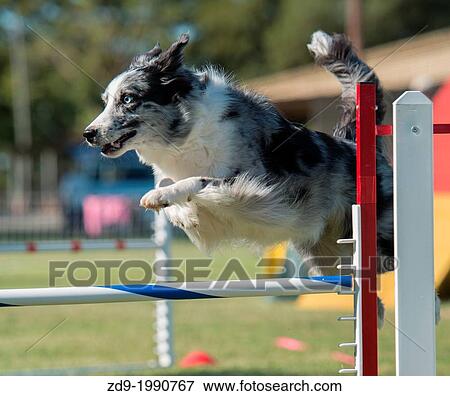 A border collie flies over a jump in an agility trial. View Large Photo Image Stock Photo - A border collie flies over a jump in an agility trial.. Fotosearch