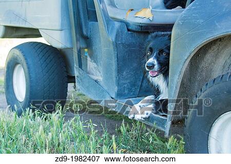 A border collie searches for geese to chase from a golf course. View Large Photo Image Stock Photo - A border collie searches for geese to chase from a golf course.. Fotosearch