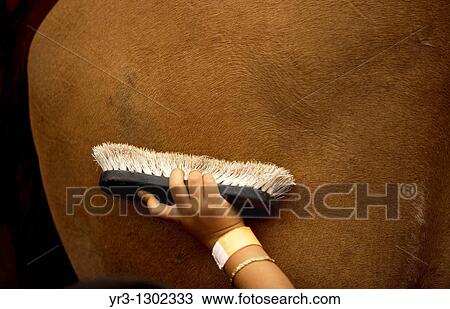 A boy brushes a horse during summer camp at a horse therapy center in Mexico City, July 29, 2010 View Large Photo Image Stock Image - A boy brushes a horse during summer camp at a horse therapy center in Mexico City, July 29, 2010. Fotosearch