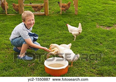 A boy feeding goslings at Hazel Brow Farm in the village of Low Row in Swaledale in North Yorkshire, England, Britain, Uk View Large Photo Image Stock Photo - A boy feeding goslings at Hazel Brow Farm in the village of Low Row in Swaledale in North Yorkshire, England, Britain, Uk. Fotosearch