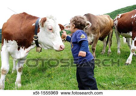 A boy in a green field with free grazing cows Photographed in Austria View Large Photo Image Stock Photo - A boy in a green field with free grazing cows Photographed in Austria. Fotosearch