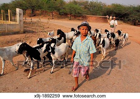 A boy Shepherd and his goats, Myanmar, Burma, Asia View Large Photo Image Stock Photo - A boy Shepherd and his goats, Myanmar, Burma, Asia. Fotosearch