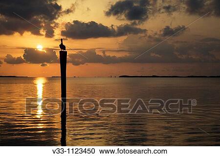 A brown pelican on a dock at sunset in the Florida Keys View Large Photo Image Stock Image - A brown pelican on a dock at sunset in the Florida Keys. Fotosearch